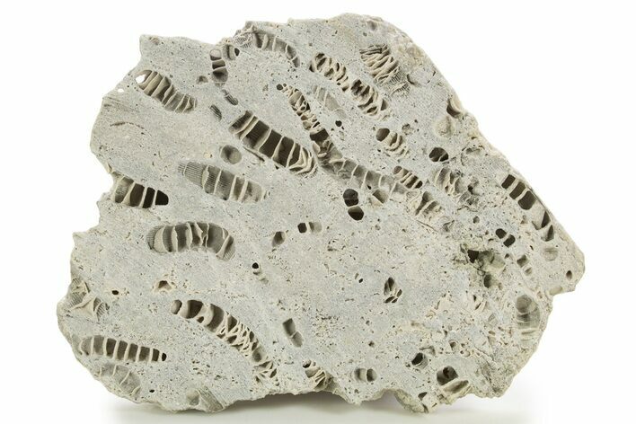 Silurian Dolostone w/ Sparkling Fossil Coral (Fletcheria) - Ohio #336579